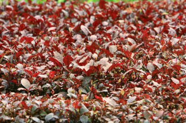 Açık havada doğa bitkilerinin görüntüsü 27 Eylül 2008