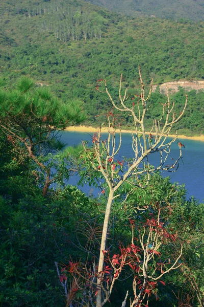 Island Reservoir Sai Kung Χονγκ Κονγκ Νοε 2008 — Φωτογραφία Αρχείου