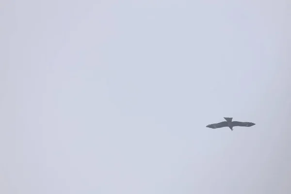 Águila Cielo Tiempo Primavera Hong Kong — Foto de Stock