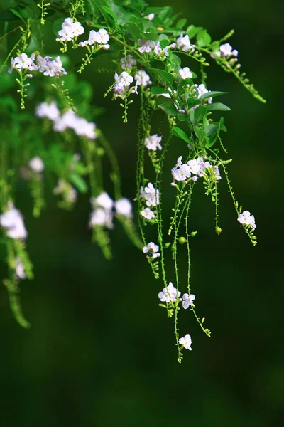 Die Naturpflanzen Vor Der Tür Von Ong Kong September 2008 — Stockfoto