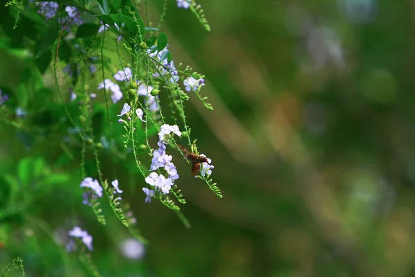 Die Naturpflanzen Vor Der Tür Von Ong Kong September 2008 — Stockfoto