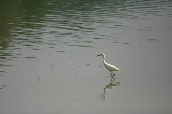 Reiher Der Bucht Von Sai Kung Hongkong September 2008 — Stockfoto