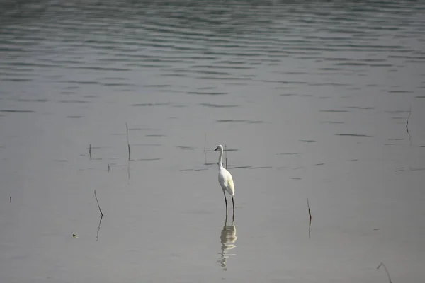 Garza Bahía Sai Kung Hong Kong Sept 2008 — Foto de Stock