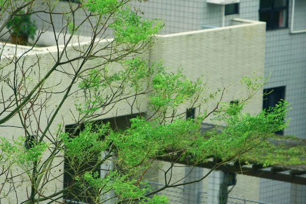 September 2008 Der Große Baum Auf Der Natur Freien — Stockfoto