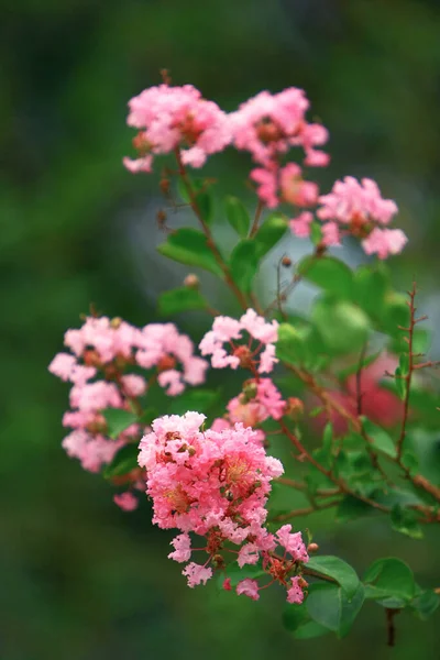 the pink flower at nature , hong kong 27 Sept 2008