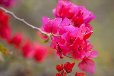 bir grup parlak kırmızı bougainvillea çiçek