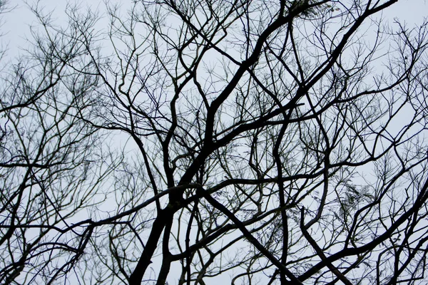 2008年2月7日自然の中で淡い背景に裸の木の枝 — ストック写真