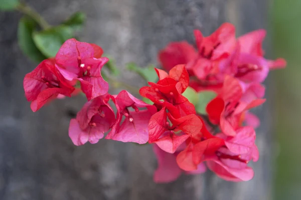 Grupo Flores Bougainvillea Vermelhas Brilhantes — Fotografia de Stock