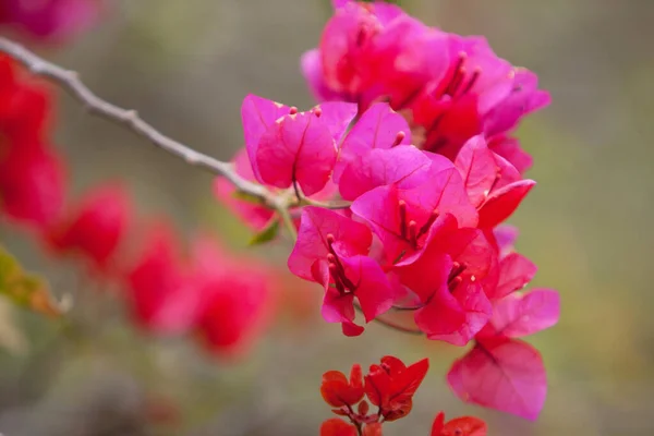 Grupo Flores Bougainvillea Vermelho Brilhante — Fotografia de Stock