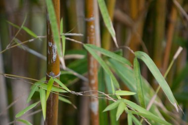 7 Şubat 2008 doğada Zen Bambu
