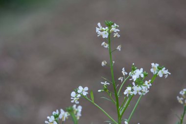 7 Şubat 2008 Hong Kong 'da baharın doğası teması 