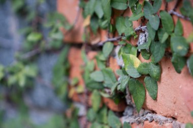 Zen tasarımı boş ahşap ve bahçede yeşil yaprak 7 Şubat 2008 