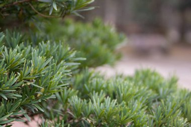 7 Şubat 2008 Kapıdaki bitkinin doğası 