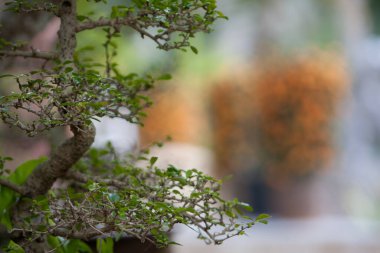 7 Şubat 2008 Kapıdaki bitkinin doğası 