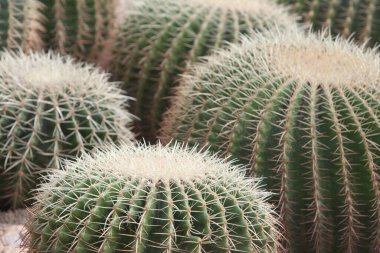 21 Mart 2008 Victoria Park 'taki Çiçek Şovu. Hong Kong.