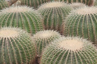 21 Mart 2008 Victoria Park 'taki Çiçek Şovu. Hong Kong.