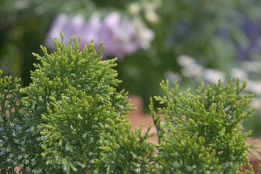 21 Mart 2008 Victoria Park 'taki Çiçek Şovu. Hong Kong.