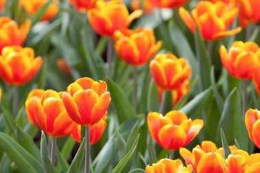 21 Mart 2008 Victoria Park 'taki Çiçek Şovu. Hong Kong.