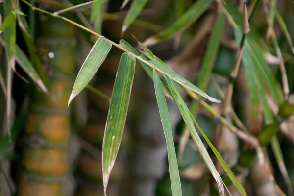 Feb 2008 Zen Bamboo Nature Out Door — Stock Photo, Image