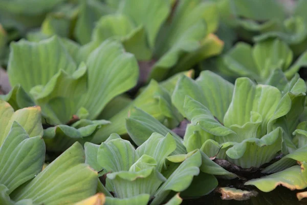 2008年2月7日植物在泳池边漂浮 — 图库照片