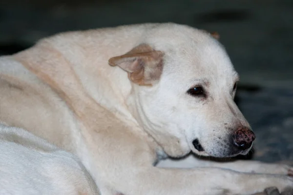 Arka Planda Doğa Olan Bir Köpek — Stok fotoğraf