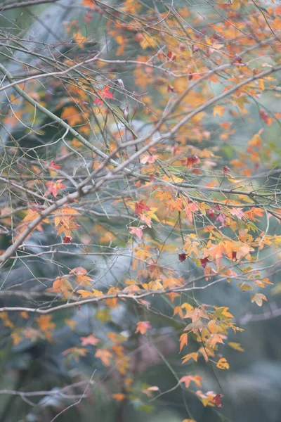 Février 2008 Une Feuille Jaune Heure Hiver — Photo