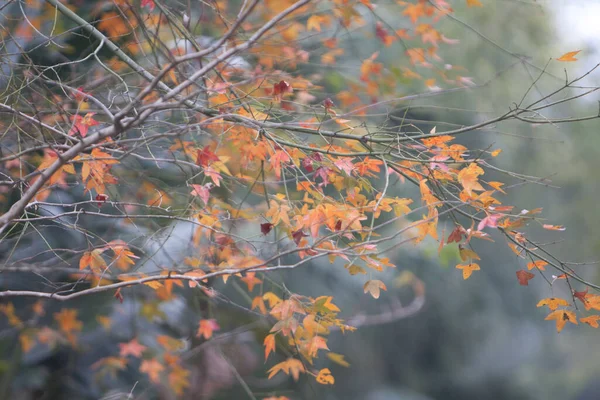 Фев 2008 Желтые Листья Зимой — стоковое фото