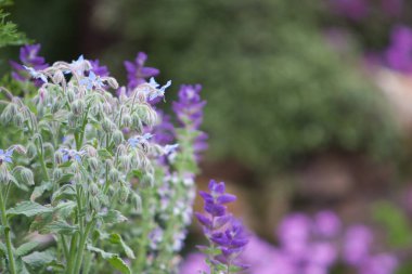 21 Mart 2008 Victoria Park 'taki Çiçek Şovu. Hong Kong.