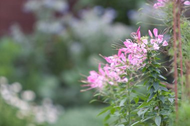 21 Mart 2008 Victoria Park 'taki Çiçek Şovu. Hong Kong.