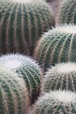 21 Mart 2008 Victoria Park 'taki Çiçek Şovu. Hong Kong.