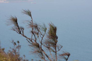 Pond Pine 24 Mart 2008 doğanın dış kapısında 