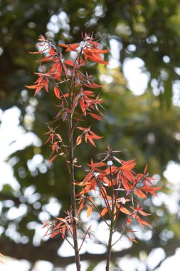 24 Mart 2008 'de bir ejderha geri döndü, muhteşem bir açık hava eğlence merkezi.