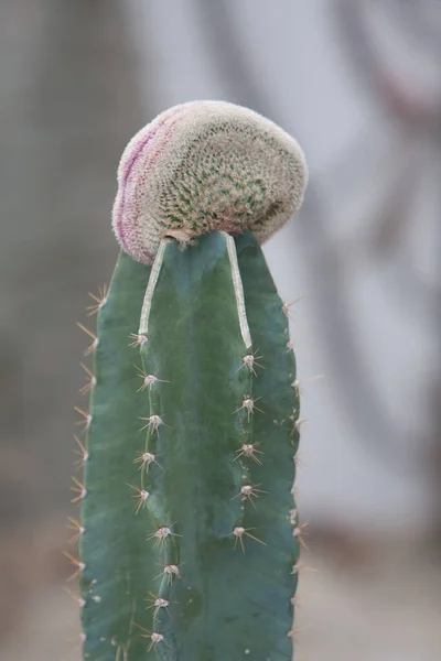 Mars 2008 Vacker Blomsterutställning Victoria Park Hong Kong Ordförande — Stockfoto