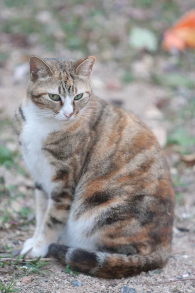 Katze Streunend Und Schmutzig Auf Der Street Hong Kong März — Stockfoto