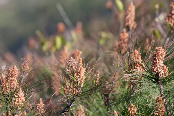 2008 Pond Pine Out Door Nature March 2008 — 스톡 사진