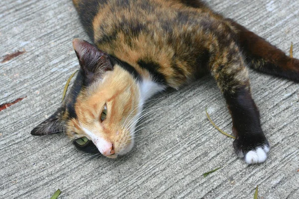 Gato Sem Abrigo Abandonado Animal Estimação Rua Nov 2008 — Fotografia de Stock