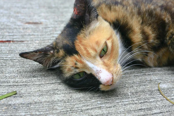 Verlaten Dakloze Kat Huisdier Straat Nov 2008 — Stockfoto