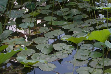   Lotus. Bahçe, Asya. Suyun üzerindeki güzel nilüfer çiçeği 6 Temmuz 2008