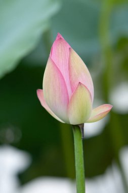   Lotus. Bahçe, Asya. Suyun üzerindeki güzel nilüfer çiçeği 6 Temmuz 2008