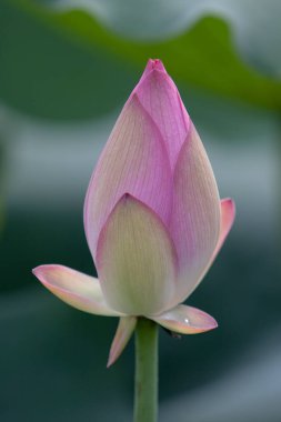   Lotus. Bahçe, Asya. Suyun üzerindeki güzel nilüfer çiçeği 6 Temmuz 2008