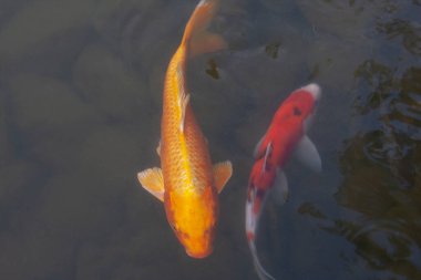 Renkli bir sazan balığı, koi balığı, Japon balığı 6 Temmuz 2008