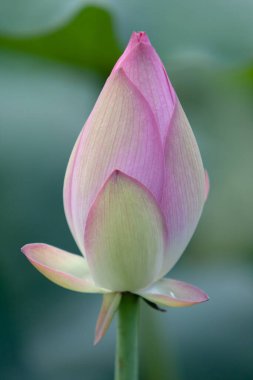   Lotus. Bahçe, Asya. Suyun üzerindeki güzel nilüfer çiçeği 6 Temmuz 2008