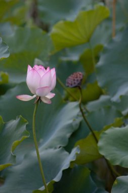   Lotus. Bahçe, Asya. Suyun üzerindeki güzel nilüfer çiçeği 6 Temmuz 2008