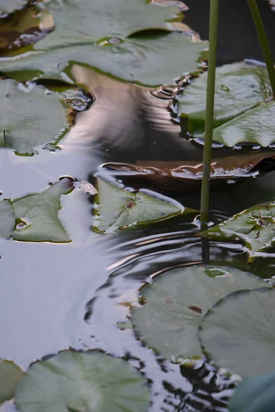 Lotus Taman Asia Bunga Teratai Yang Indah Atas Air Juli — Stok Foto