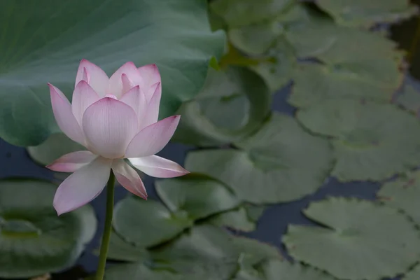 Lotus Garten Asien Schöne Lotusblume Auf Dem Wasser Juli 2008 — Stockfoto