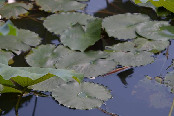 Lotus Taman Asia Bunga Teratai Yang Indah Atas Air Juli — Stok Foto
