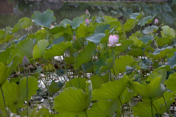 Loto Jardín Asia Hermosa Flor Loto Agua Julio 2008 — Foto de Stock