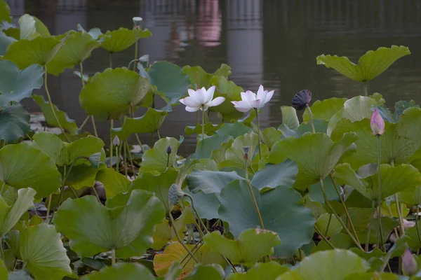 Loto Jardín Asia Hermosa Flor Loto Agua Julio 2008 — Foto de Stock