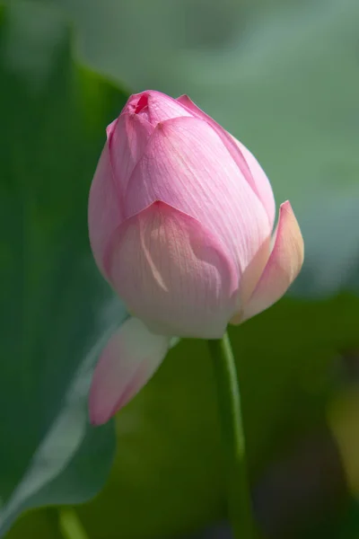 Loto Jardín Asia Hermosa Flor Loto Agua Julio 2008 — Foto de Stock