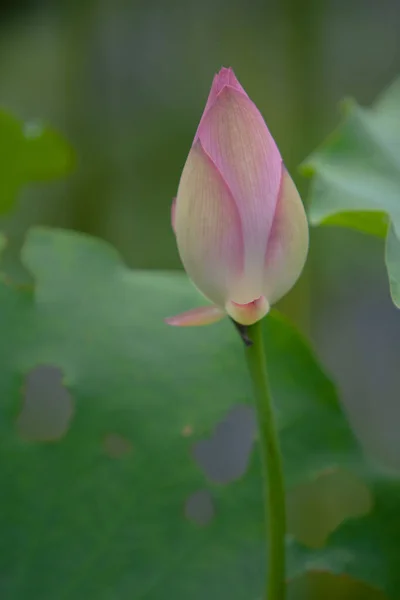 Lotus Garden Asia Beautiful Lotus Flower Water July 2008 — Stock Photo, Image